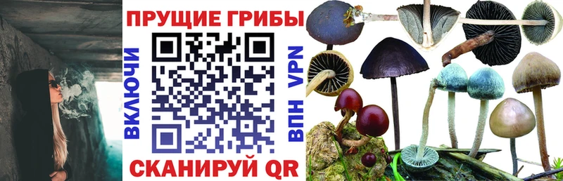 Галлюциногенные грибы GOLDEN TEACHER  кракен как войти  Полесск 